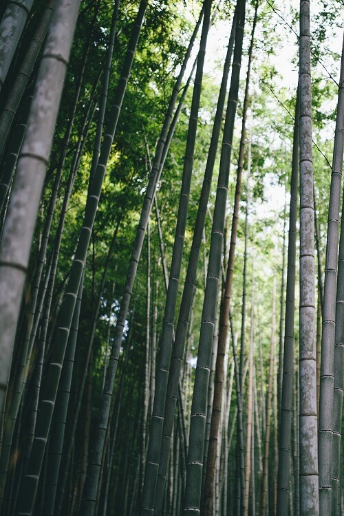 3 year old bamboo forest