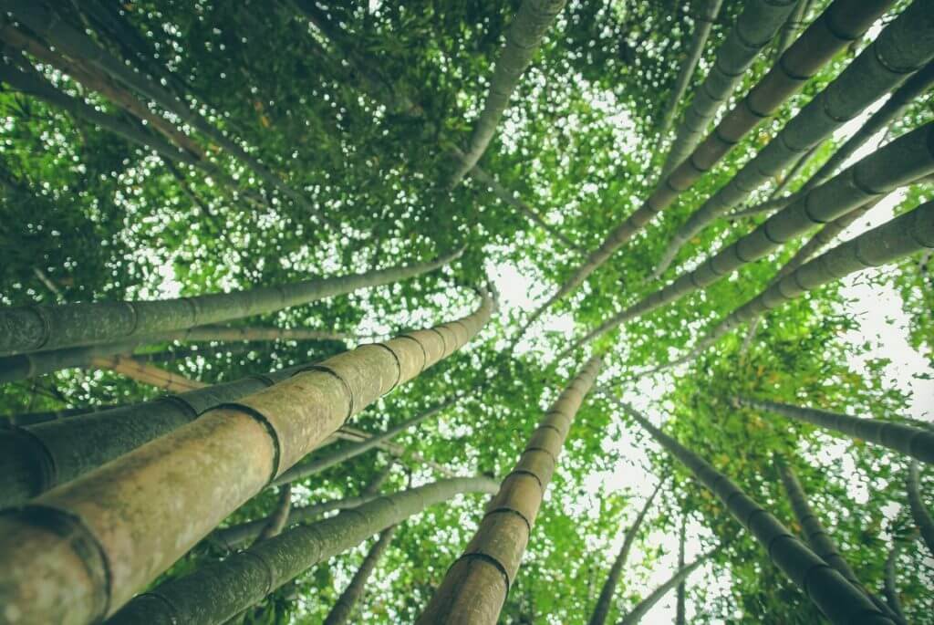 bamboo forest